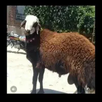 گوسفند زنده شبانه روزی باقصاب