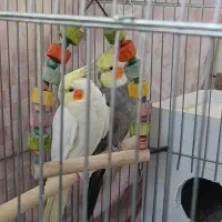 3جفت عروس هلندی با قفس و وسایل