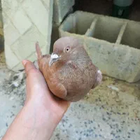 پرنده|پرنده|کوه چنار, |دیوار