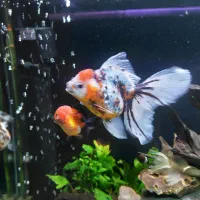 گلدفیش های گرید مسابقه ای