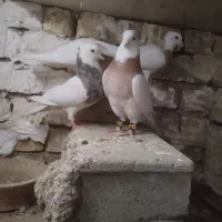 طوقی چار عدد دو تا مولد دوتا مفلق