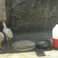 خروس