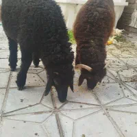 فروش دو عدد بره