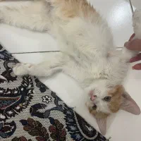 گربه واگذاری