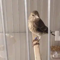 جوجه سهره قناری