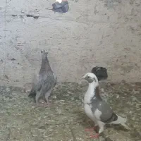 سلام سه عدد حیوان پرشی. از هوا گرفتم چشم گیر عزیزی