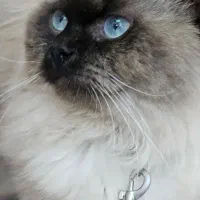 گربه نر هیمالین