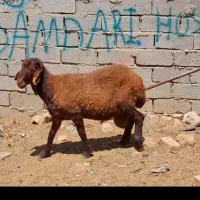 بره همو با برگ آزمایش