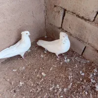 کفترسفیدچشم زرد