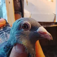 کفتر مسافتی جفتگاه پلاکی