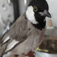 طوطی دستی دستی اروم خونگی بیرونی ۵۰۰۰