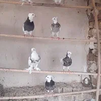 پرنده