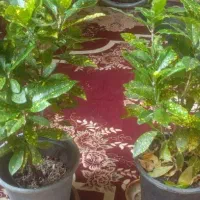 قیمت توافقی.