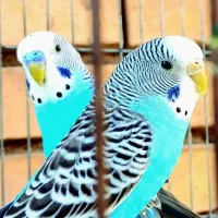 قناری بخون مرغ عشق عروس هلندی فنچ تعداد بالا