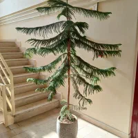 کاج مطبق،گل و گیاه،رشدیه تبریز