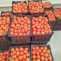گوجه فرنگی