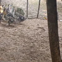 فروش جوجه اردک روسی یک ماهه
