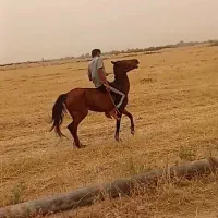 اسب