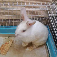 اقا خرکوش