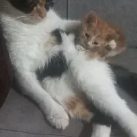 سرپرست گربه