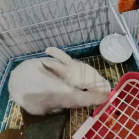خرگوش|موش و خرگوش|چهارباغ, |دیوار