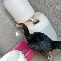 مرغ لاری افغان