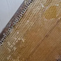 عسل درمانی با موم خودبافت زنبور