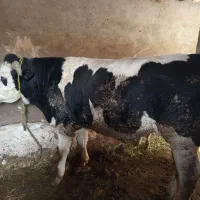 3عدد گاو نر