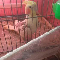 عروس هلندی نر