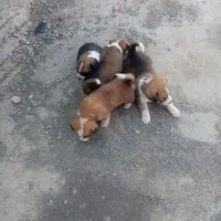سگ پا کوتاه