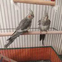 دو عدد عروس هلندی نر