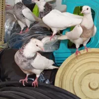 کبوتر طوقی  معاوضه با گوشی