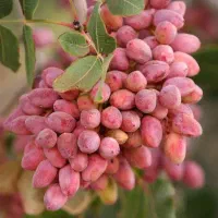 ایا دنبال کار پارتایم هستی