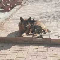 سگ ژرمن اصلی