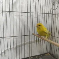 قناری نر ایزابل