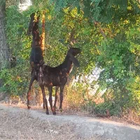 بز اصل نروماده جفت