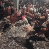 فروش نیمچه مرغ وخروس