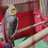 عروس هلندی