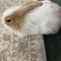 خرگوش آروم