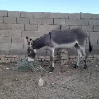 نرخرفروشی