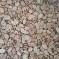 باقالی