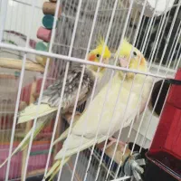جفت عروس هلندی