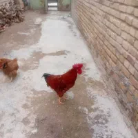 خروس فروشی به قیمت