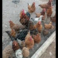 مرغ جوجه بوقلمون