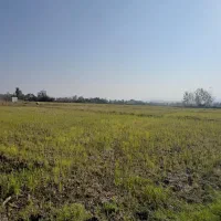 فروش-زمین-کشاورزی-1500متری-شالیزارمرغوب-اطراف-شفت