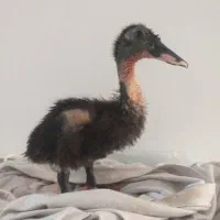 اردک سه ماهه ودو ماهه
