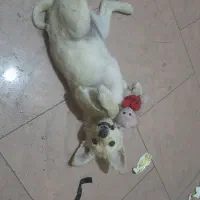 سک پامر روباهی ماده شش ماه مهربون