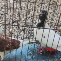 یک جفت کفتر نرماده
