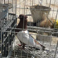 دو جفت کبوتر زینتی آس