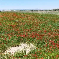 زمین کشاورزی